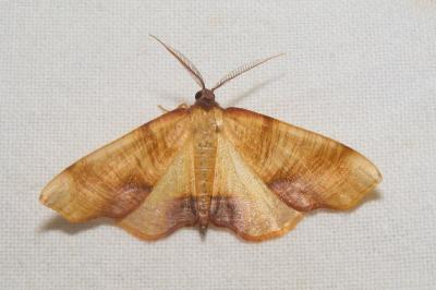 <i>Plagodis dolabraria</i>