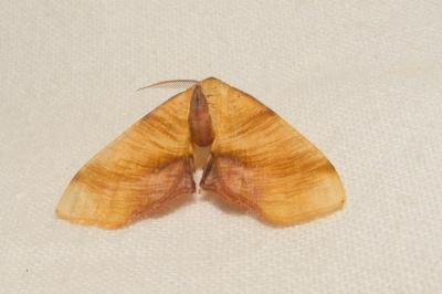 <i>Plagodis dolabraria</i>