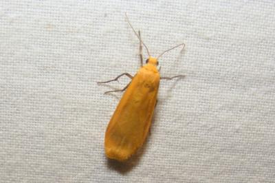 <i>Wittia sororcula</i>