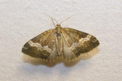 <i>Perizoma affinitata</i>