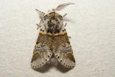 <i>Furcula furcula</i>