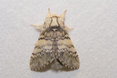 <i>Drymonia ruficornis</i>