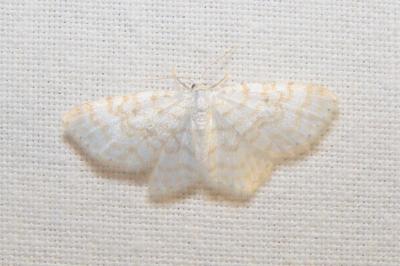 <i>Asthena albulata</i>
