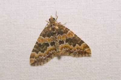 <i>Electrophaes corylata</i>