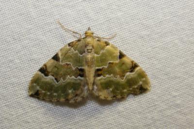 <i>Colostygia pectinataria</i>