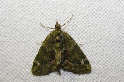 <i>Chloroclysta siterata</i>