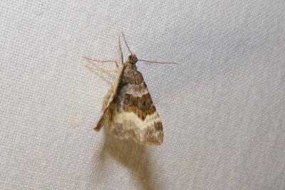 <i>Epirrhoe alternata</i>