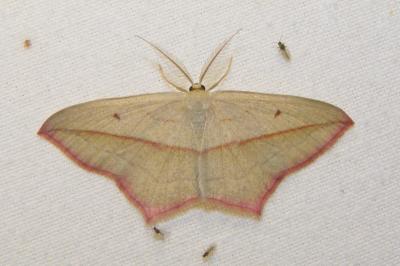 <i>Timandra comae</i>