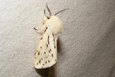 <i>Spilosoma lubricipeda</i>