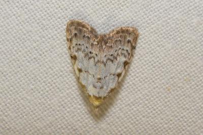 <i>Nola confusalis</i>