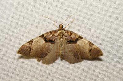 <i>Anticlea derivata</i>