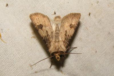 <i>Agrotis puta</i>