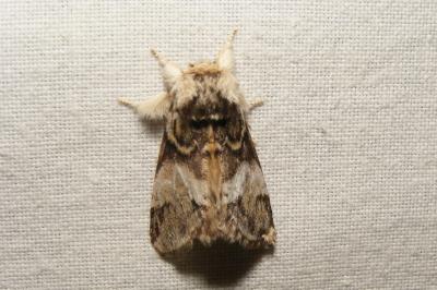 <i>Drymonia dodonaea</i>