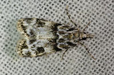 <i>Eudonia delunella</i>