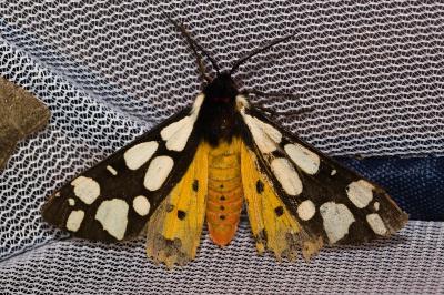 <i>Arctia villica</i>
