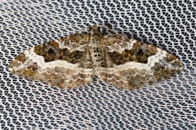 <i>Epirrhoe alternata</i>
