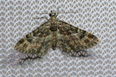 <i>Gymnoscelis rufifasciata</i>
