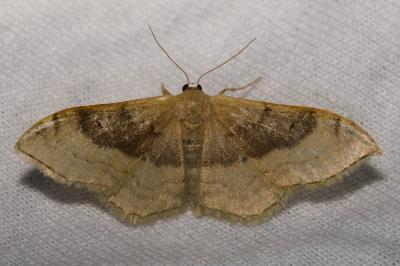 <i>Idaea degeneraria</i>