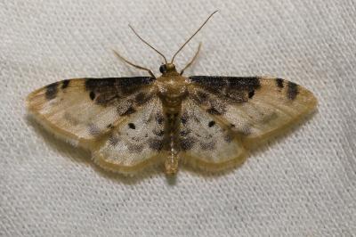 <i>Idaea filicata</i>