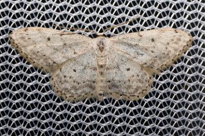 <i>Idaea seriata</i>