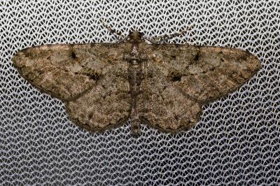 <i>Peribatodes rhomboidaria rhomboidaria</i>