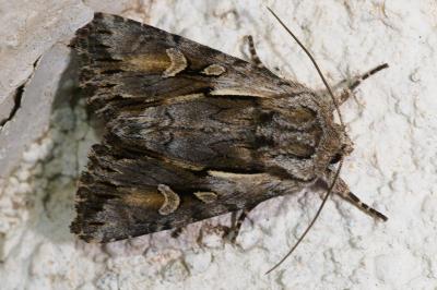 <i>Chloantha hyperici</i>