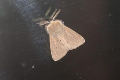 <i>Diaphora mendica</i>