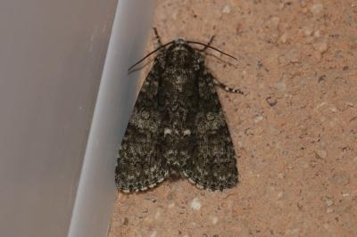 <i>Acronicta rumicis</i>