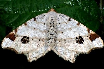 <i>Macaria notata</i>