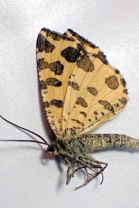 <i>Pseudopanthera macularia</i>