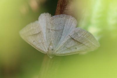 <i>Petrophora chlorosata</i>