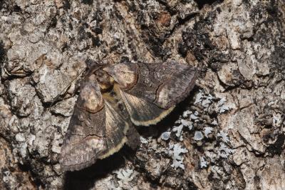 <i>Abrostola asclepiadis</i>
