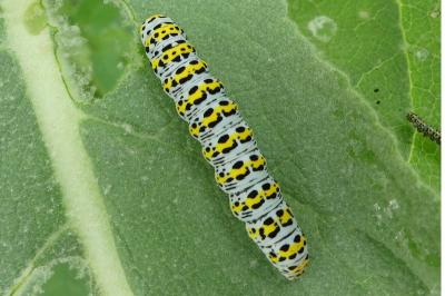 <i>Cucullia verbasci</i>
