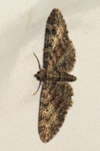 <i>Eupithecia cocciferata</i>