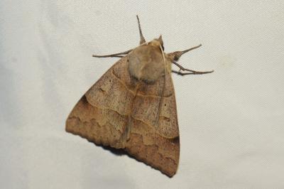 <i>Minucia lunaris</i>