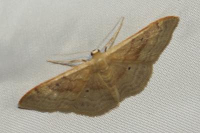 <i>Idaea rubraria</i>