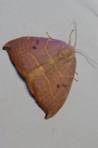 <i>Watsonalla uncinula</i>