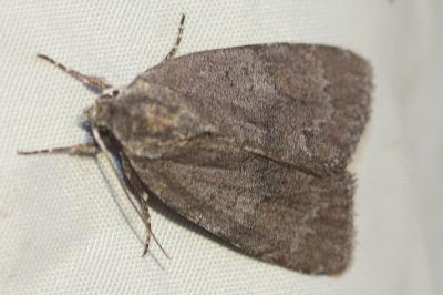 <i>Bryonycta pineti</i>