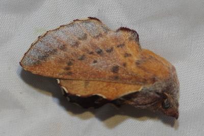 <i>Phyllodesma tremulifolia</i>