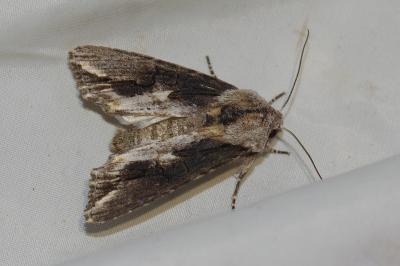 <i>Egira conspicillaris</i>