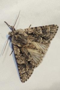 <i>Acronicta auricoma</i>