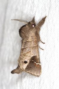 <i>Clostera anachoreta</i>
