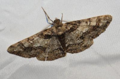 <i>Cleora cinctaria</i>
