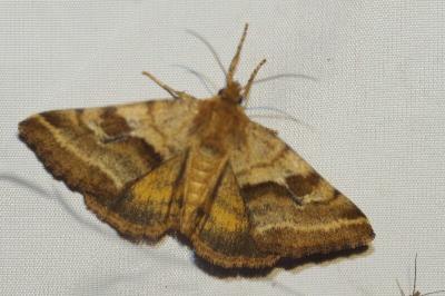<i>Synthymia fixa</i>
