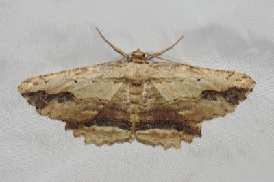 <i>Menophra abruptaria</i>