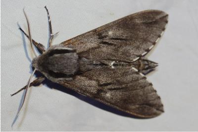 <i>Hyloicus pinastri/maurorum</i>