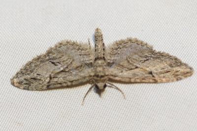 <i>Eupithecia oxycedrata</i>