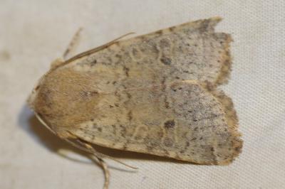 <i>Spudaea ruticilla</i>