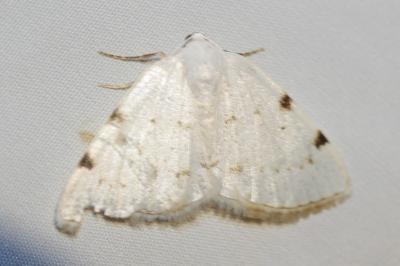 <i>Lomographa bimaculata</i>
