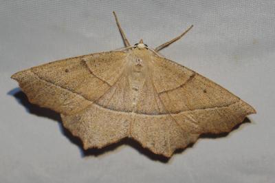 <i>Gerinia honoraria</i>